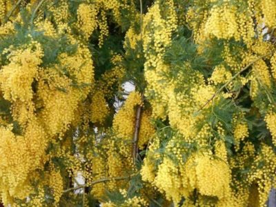 Per la festa della donna, auguri a tutte voi!!